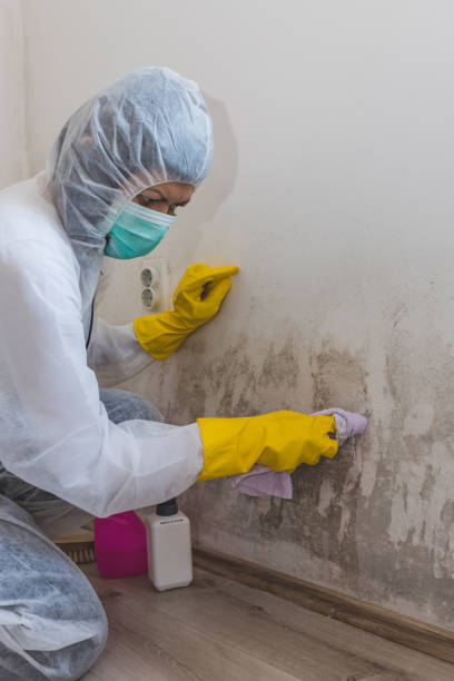 Best Real Estate Mold Inspection  in Englewood, CO